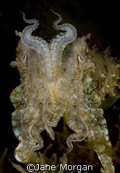 Cuttlefish on a night dive in Malta. Nikon D80, 60mm lens by Jane Morgan 